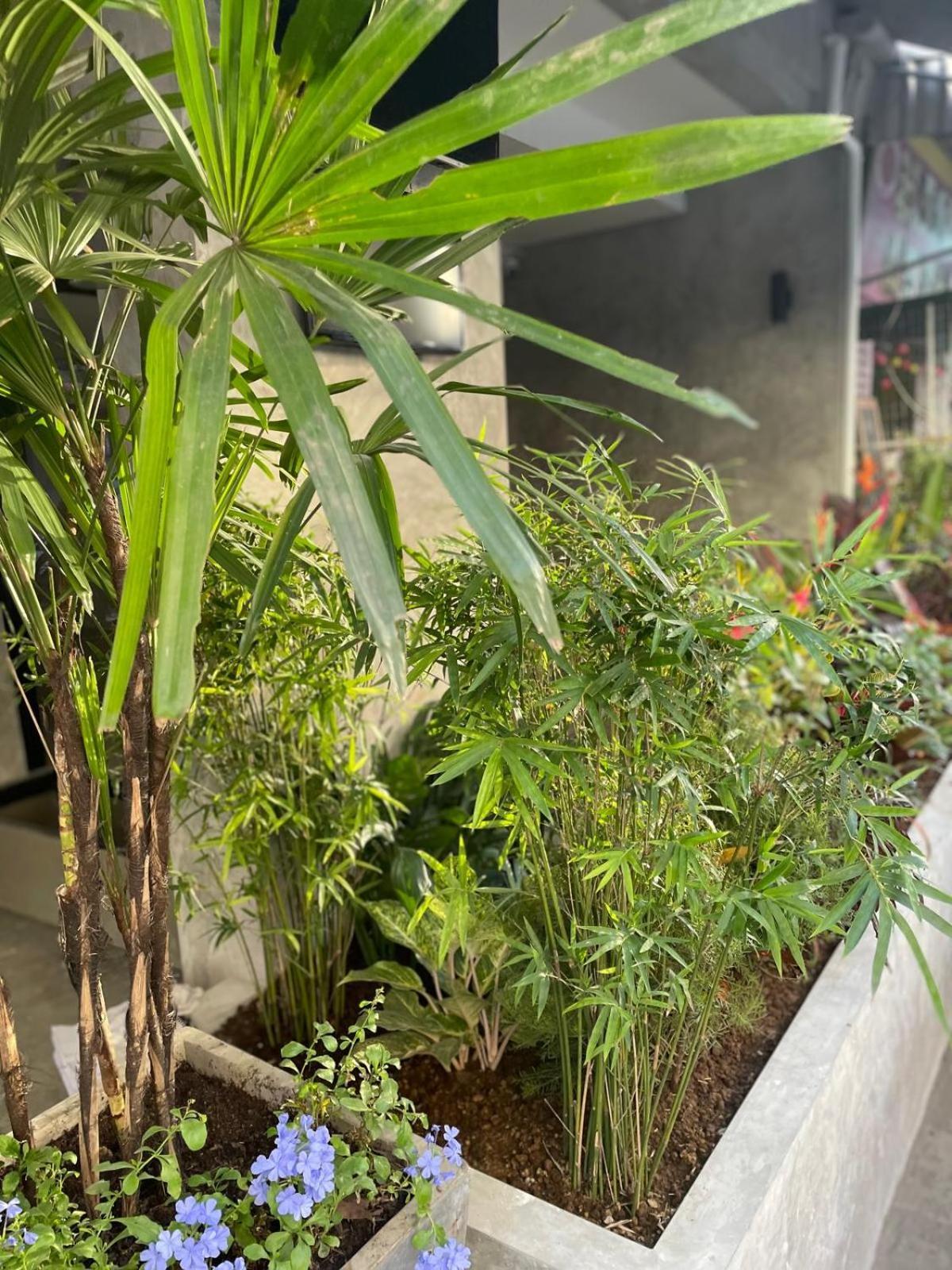 Bh Cozy Paradise Patong Extérieur photo